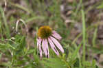 Eastern purple coneflower